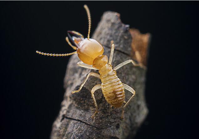 古建筑白蟻預(yù)防