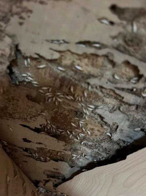 家庭衣柜中的白蟻防治