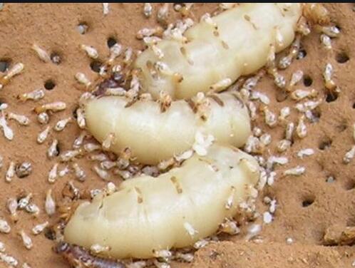 蟻后.jpg 蟻后.jpg